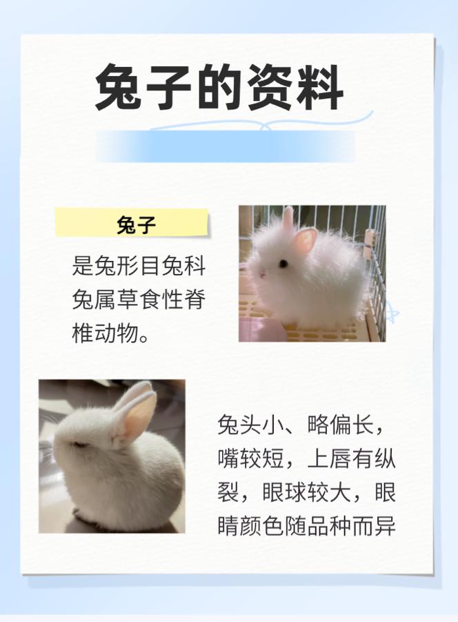 关于“小兔子”打一准确生肖的信息