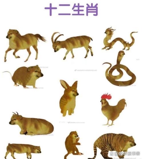 什么生肖会作妖的动物-什么生肖会作妖的动物呢