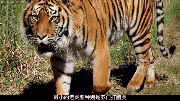 “森林之王”打一准确生肖-森林之王有哪些动物猜一生肖