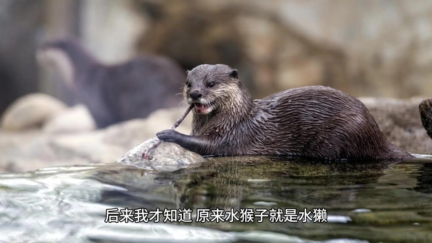 水里游的动物打一生肖是什么-水里游的动物打一生肖是哪个生肖