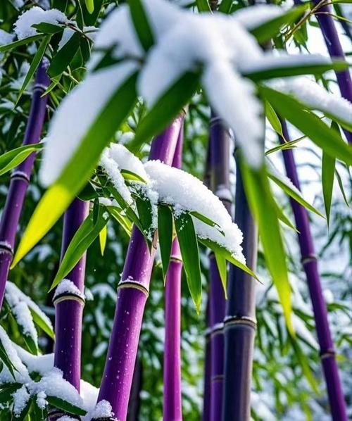 竹子生来节节高什么生肖最佳-竹子生来节节高代表十二生肖中哪一个动物