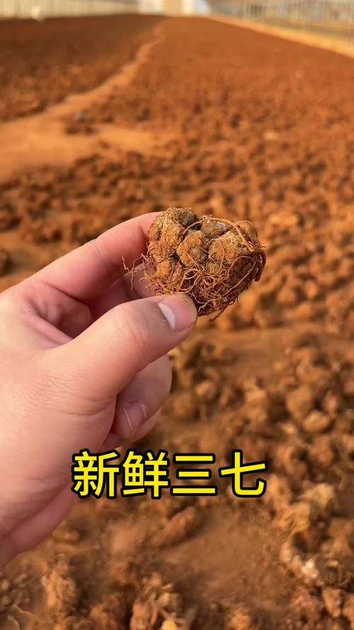 “三七不愿呆后面”打一生肖是什么的简单介绍