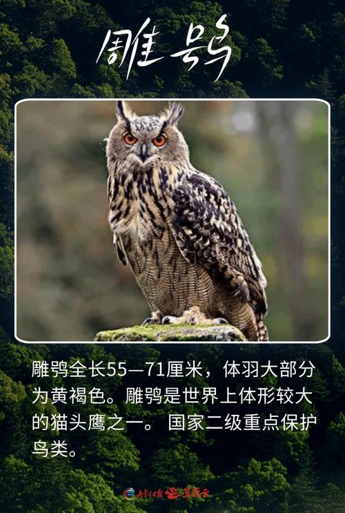 猫头鹰打一生肖正确答案-猫头鹰代表十二生肖里面什么动物