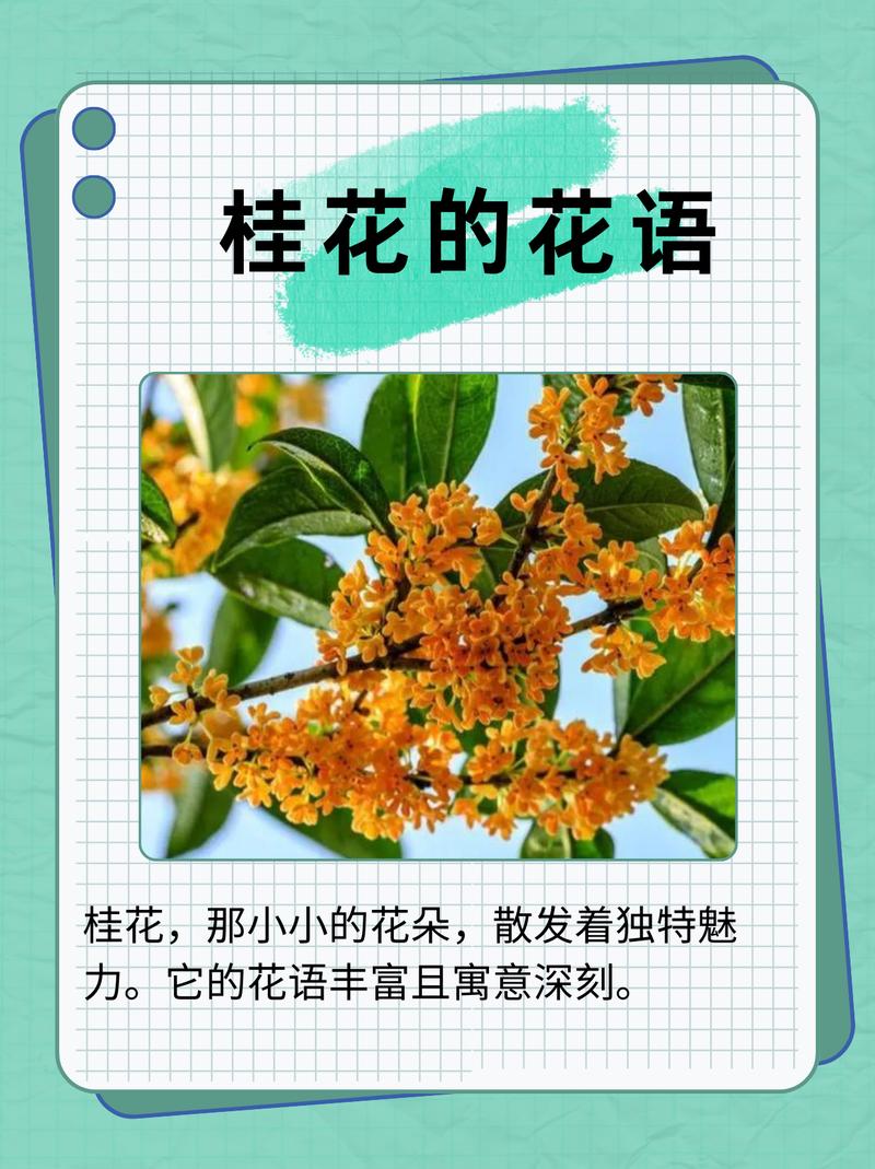 今期生肖很忠实,八月桂花满山开的简单介绍