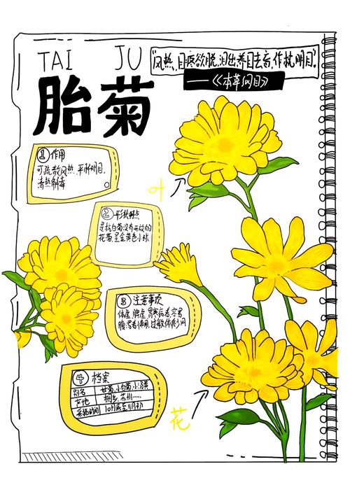 菊花是什么生打一生肖的简单介绍