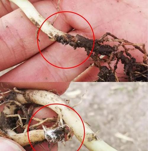 99%恶霉灵灌根使用量-99%恶霉灵灌根的使用方法