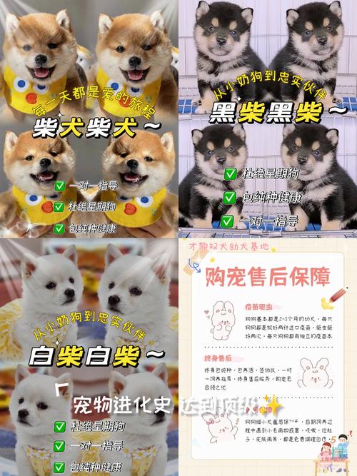 买了一千万柴犬币-买了一千万柴犬币能赚多少