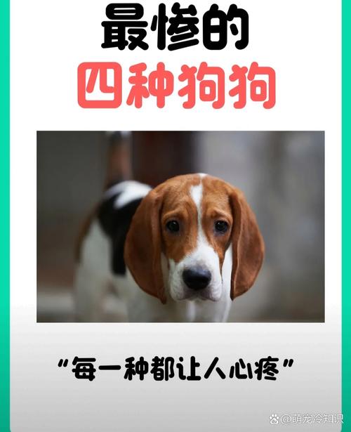 宝贝狗比销毁机制-宝贝狗有万倍潜力吗