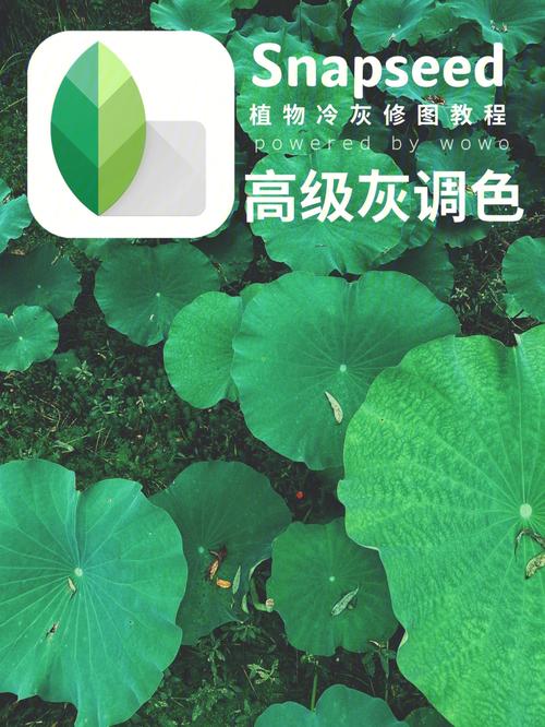 snapseed官方正版中文-snapseed中文版最新版本