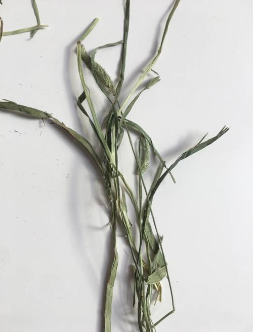 什么是提摩西草,带图的简单介绍