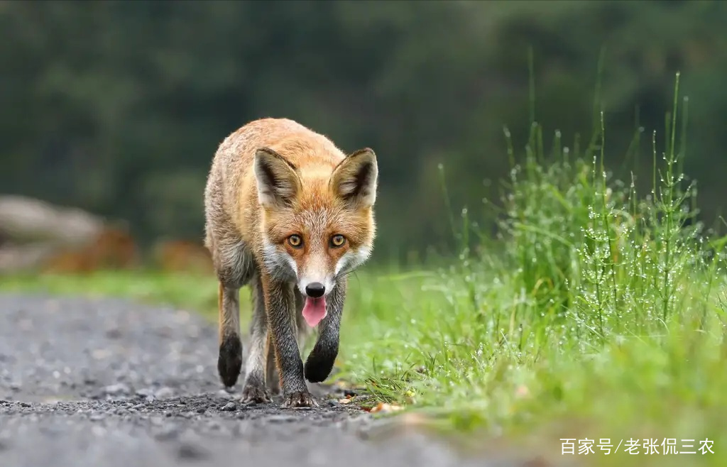 狐狸能_狐狸能养熟吗会认主人吗