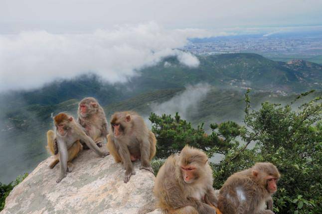 花果山电报猴无消音原视频_花 果 山 电 报 员
