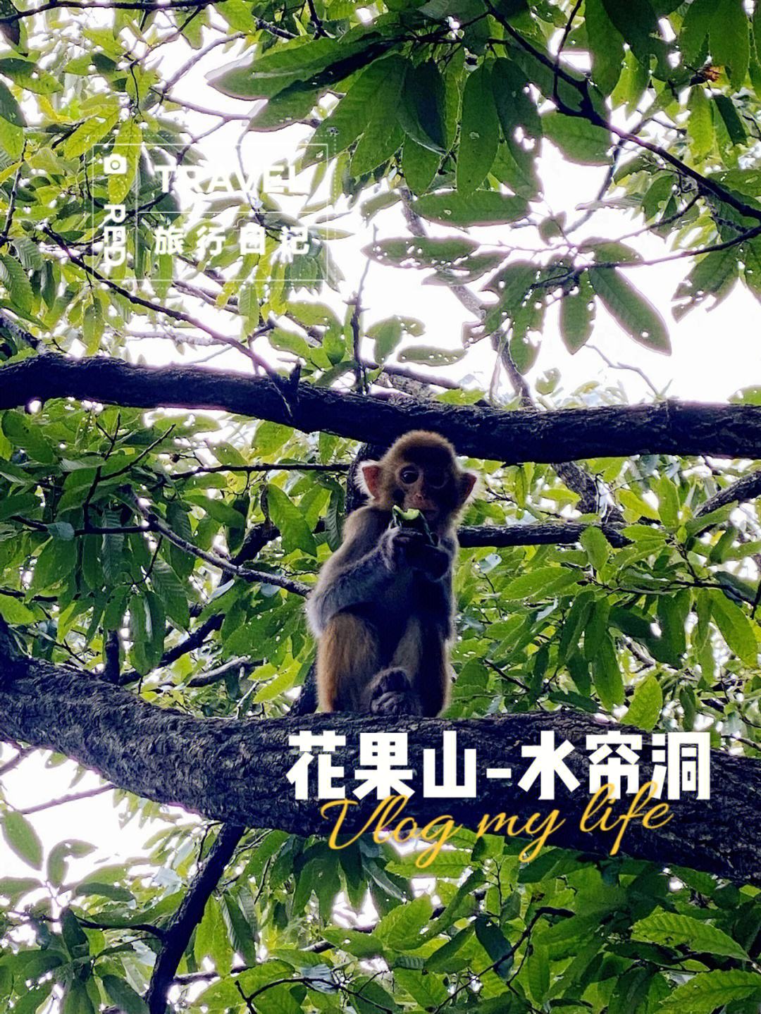 花果山电报猴原视频无消音_花果山电报猴原视频无消音配音秀