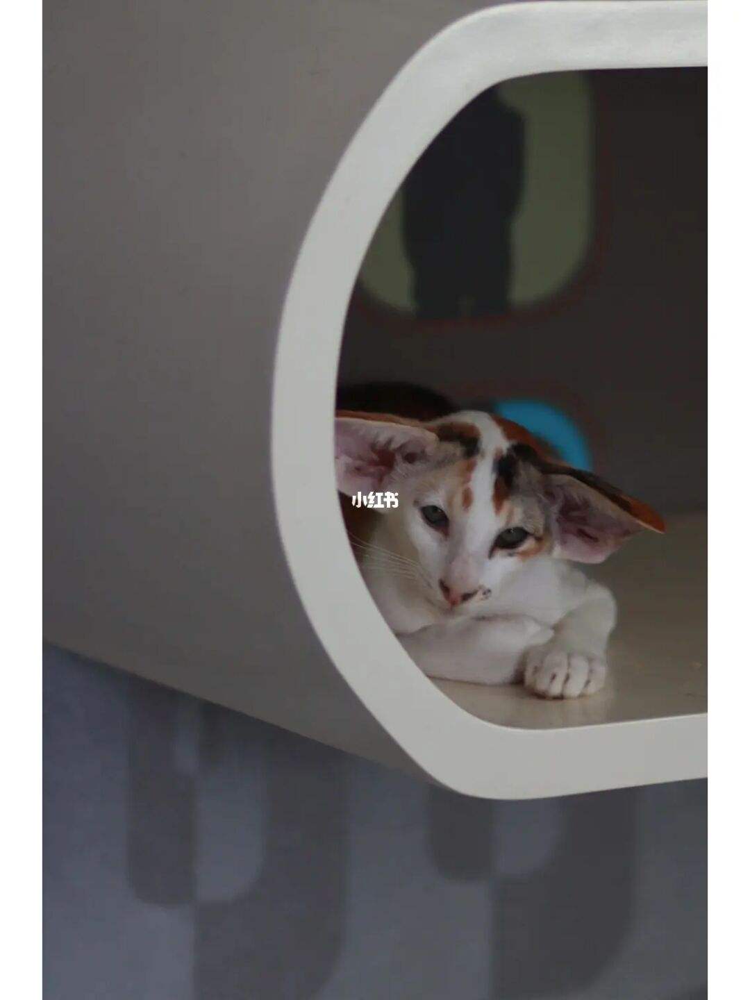 猫咪社区官网址一_猫咪社区官网app域网名