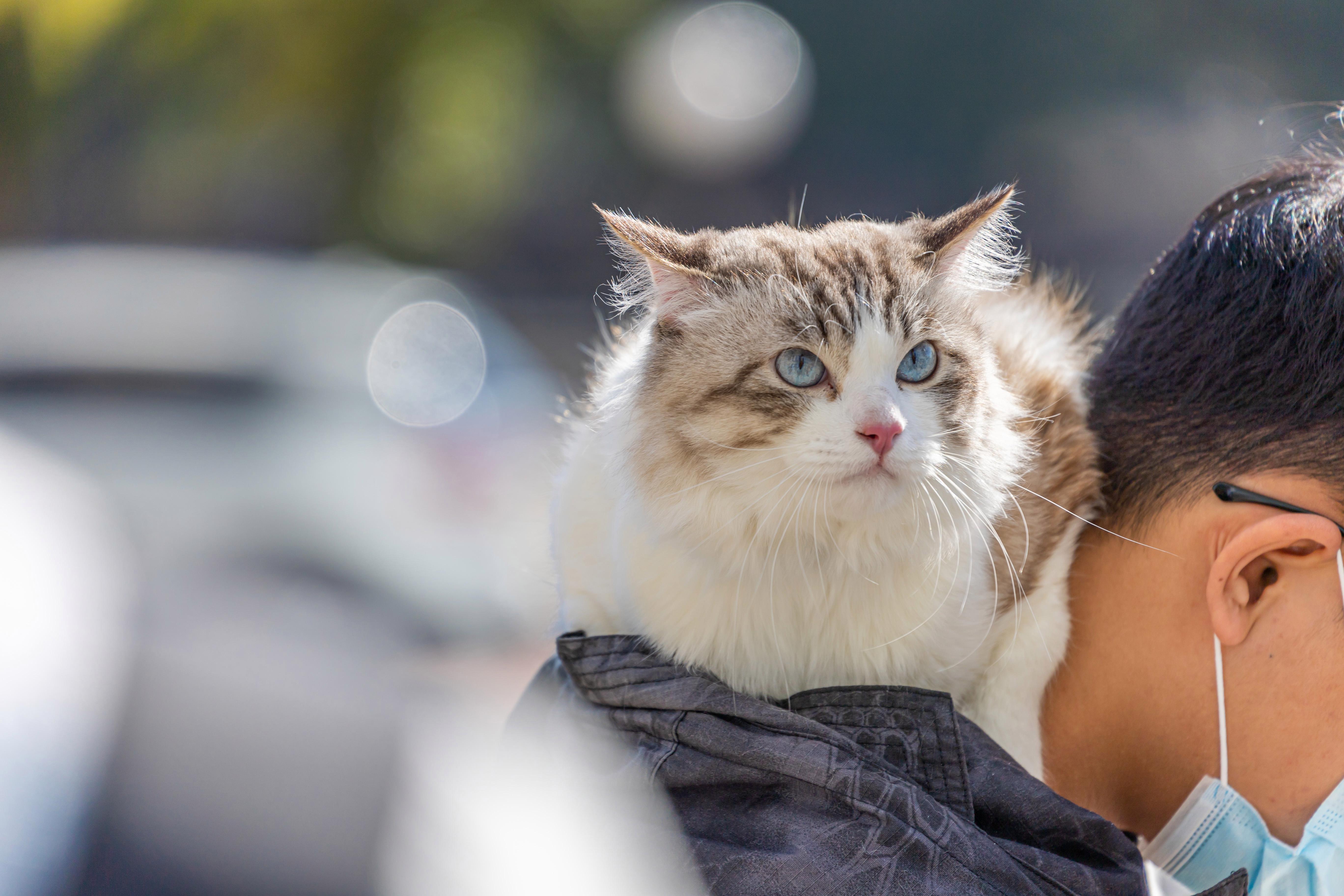 猫咪社区官网址一_猫咪社区官网app域网名