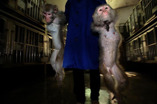 关于电报猴原视频在哪里看的信息