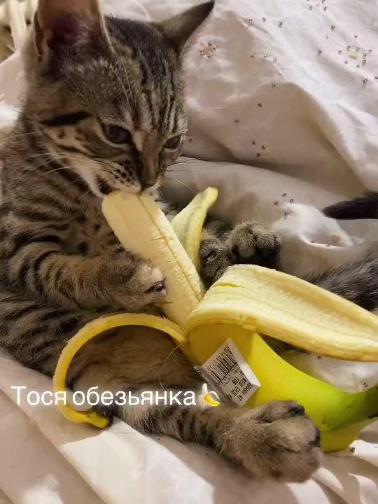 关于电报猴原视频无消音贴吧的信息