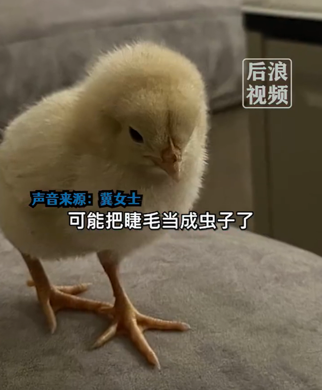 电报猴原视频四川话的简单介绍