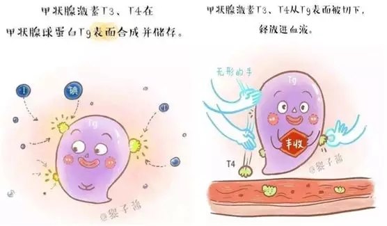 身体器官什么部位缩写是TG的简单介绍