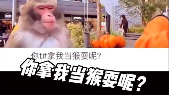关于电报猴在哪里看的信息
