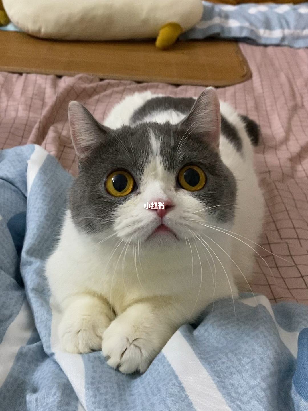 小猫发电报是什么意思_猫咪像发电报一样叫什么意思