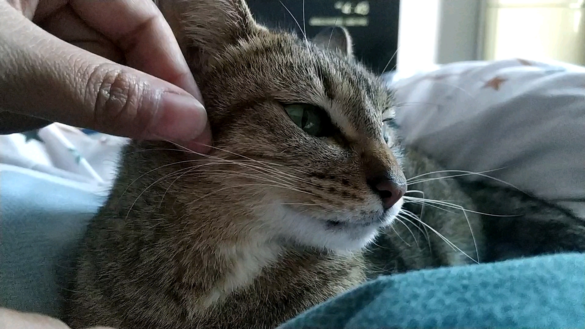 小猫发电报是什么意思_猫咪像发电报一样叫什么意思