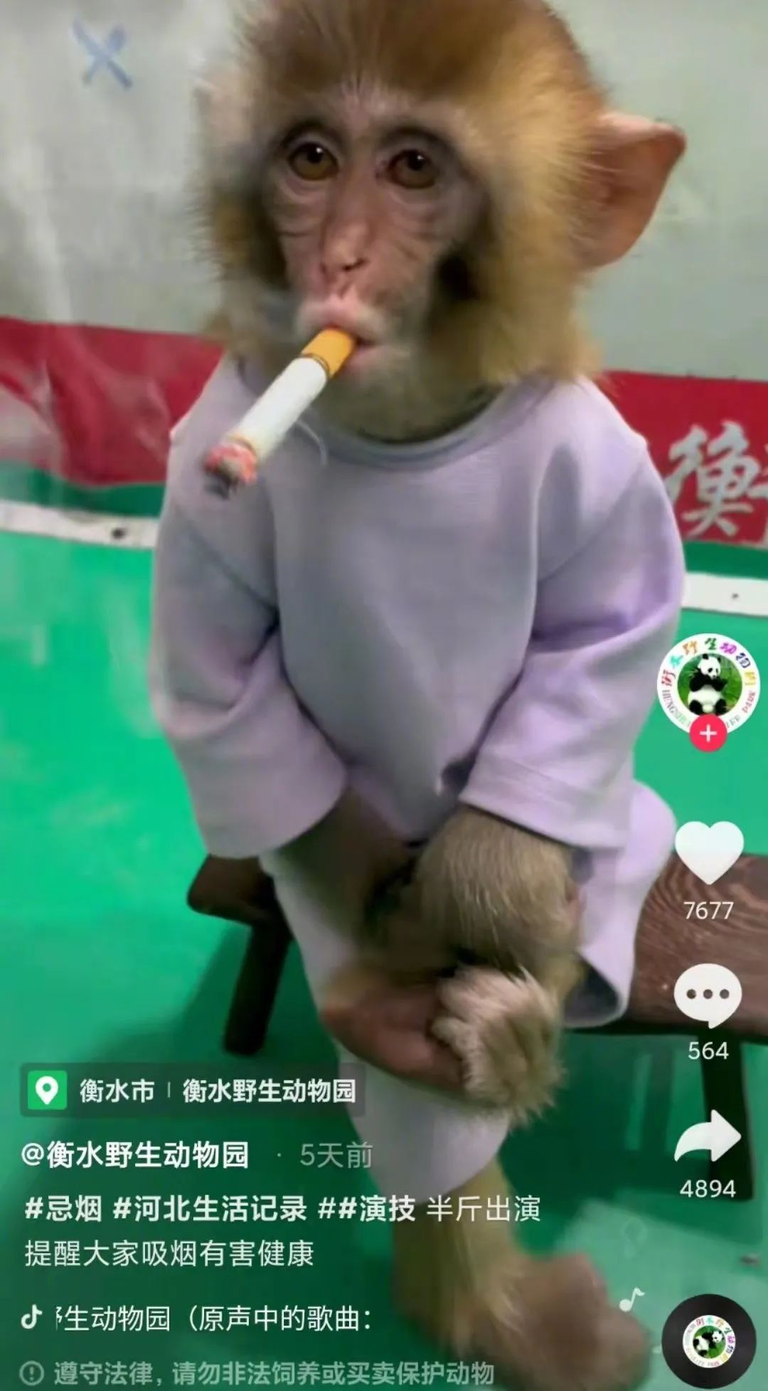 电报猴视频在哪里看的简单介绍