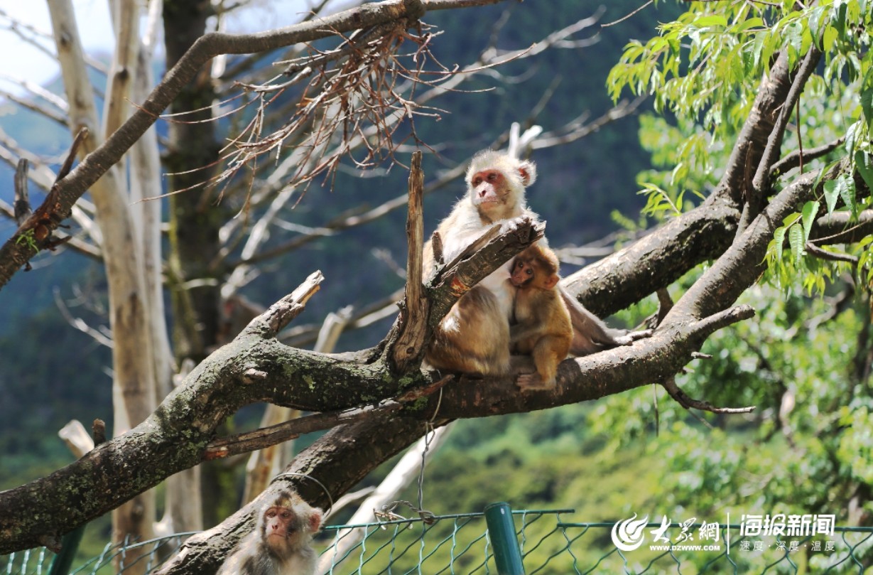 花果山电报猴原声音频_花 果 山 电 报 员