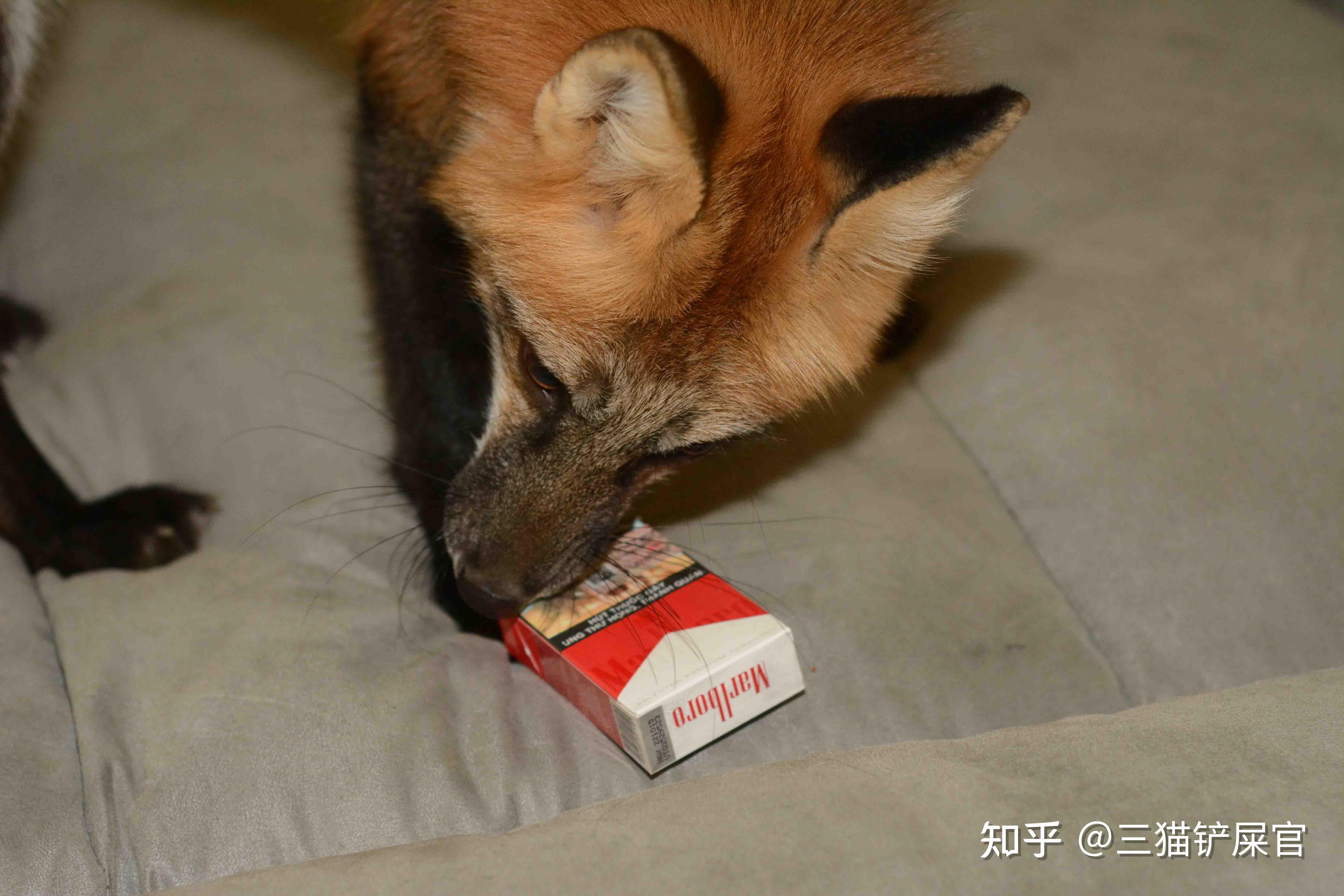 包含小狐狸钱包是真的吗知乎的词条