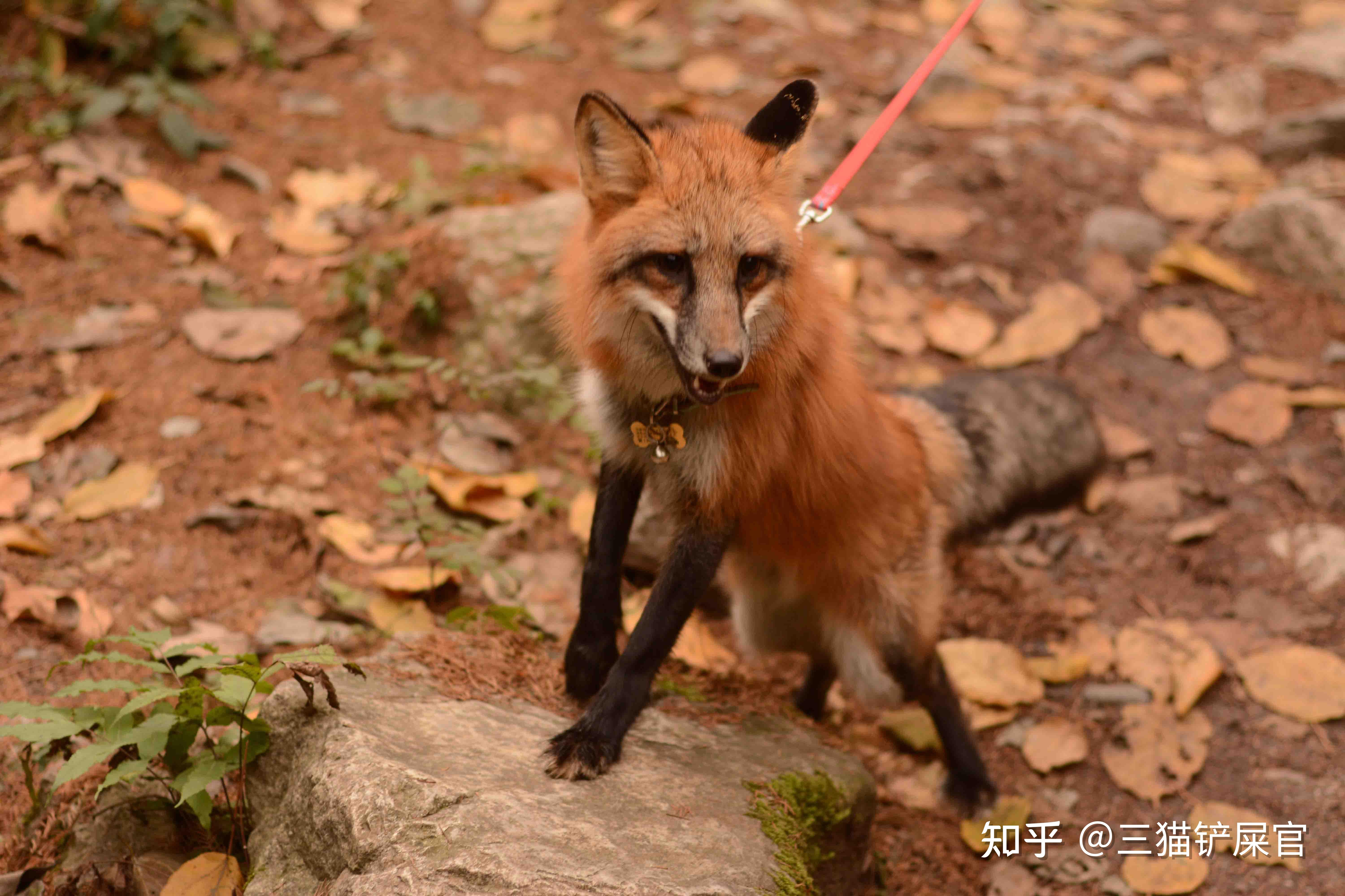 包含小狐狸钱包是真的吗知乎的词条