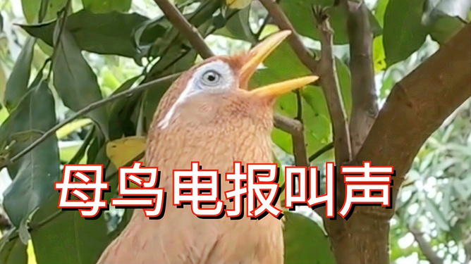 耳朵里有发电报的声音怎么回事_耳朵里有发电报的声音怎么回事儿