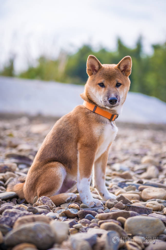 shibainu_shibainu币