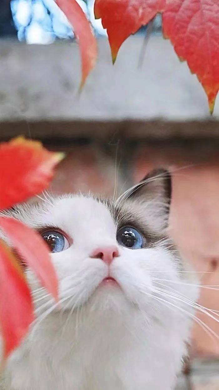 猫咪社区官网址一_猫咪社区官网杀毒系统