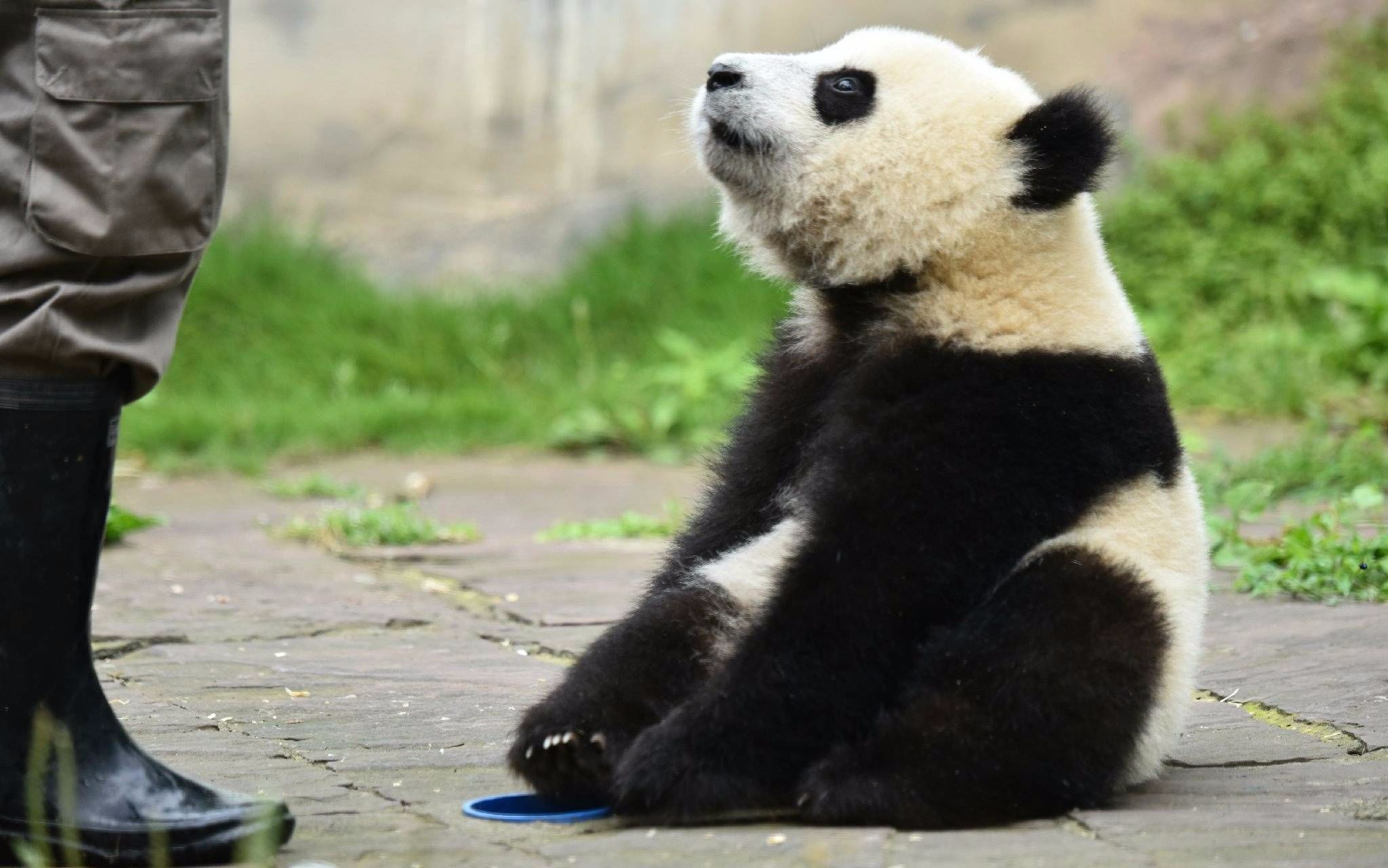 panda_panda怎么读