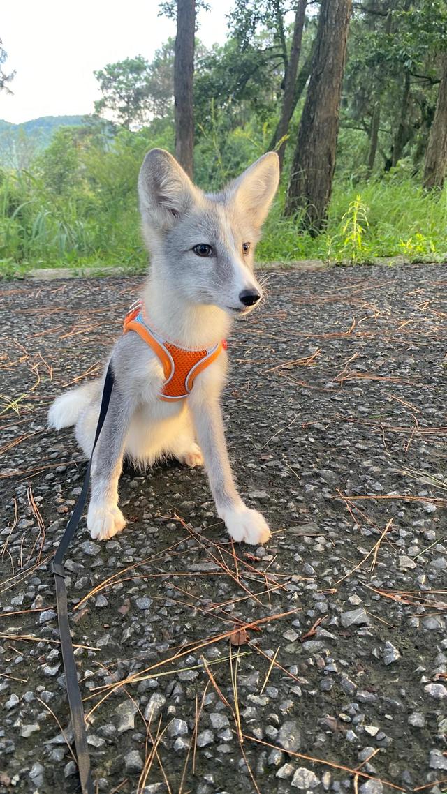 狐狸_狐狸皮大衣