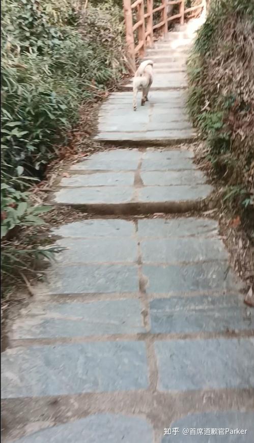 免费的梯子知乎_免费梯子知乎推荐