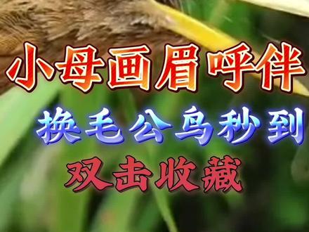 母画眉鸟发电报声音-画眉鸟发电报声音又大叫