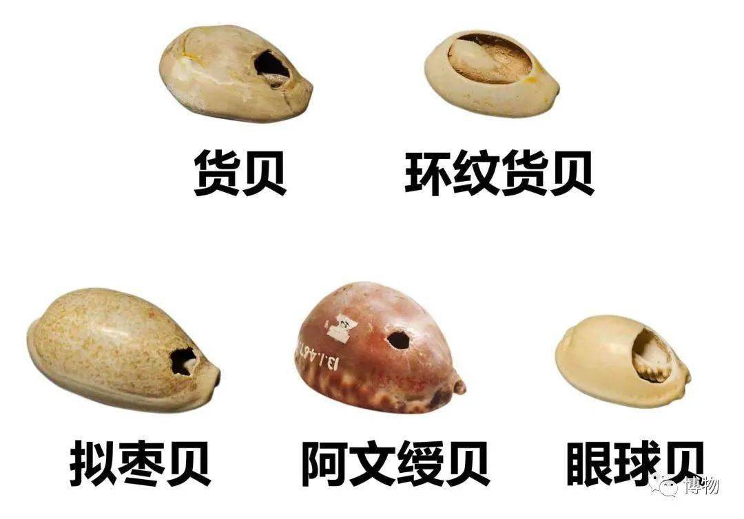 贝壳币-贝壳币怎么转给别人