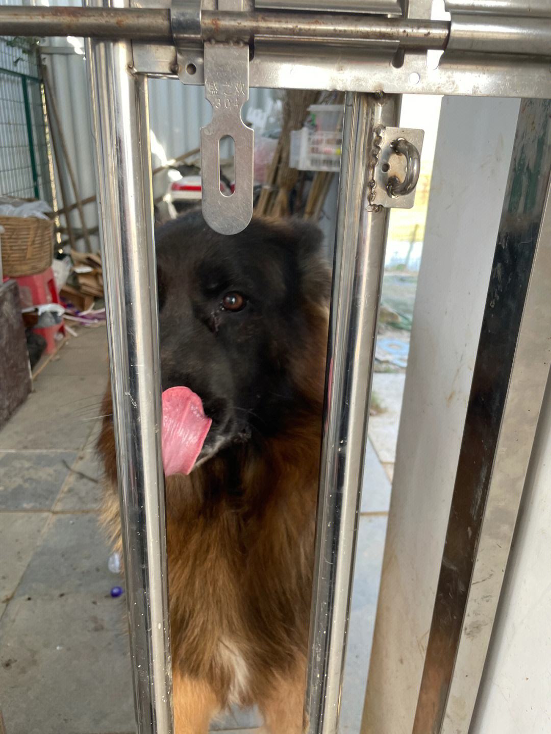 六到今期发神威猜一动物-六到今期万神威是什么生肖